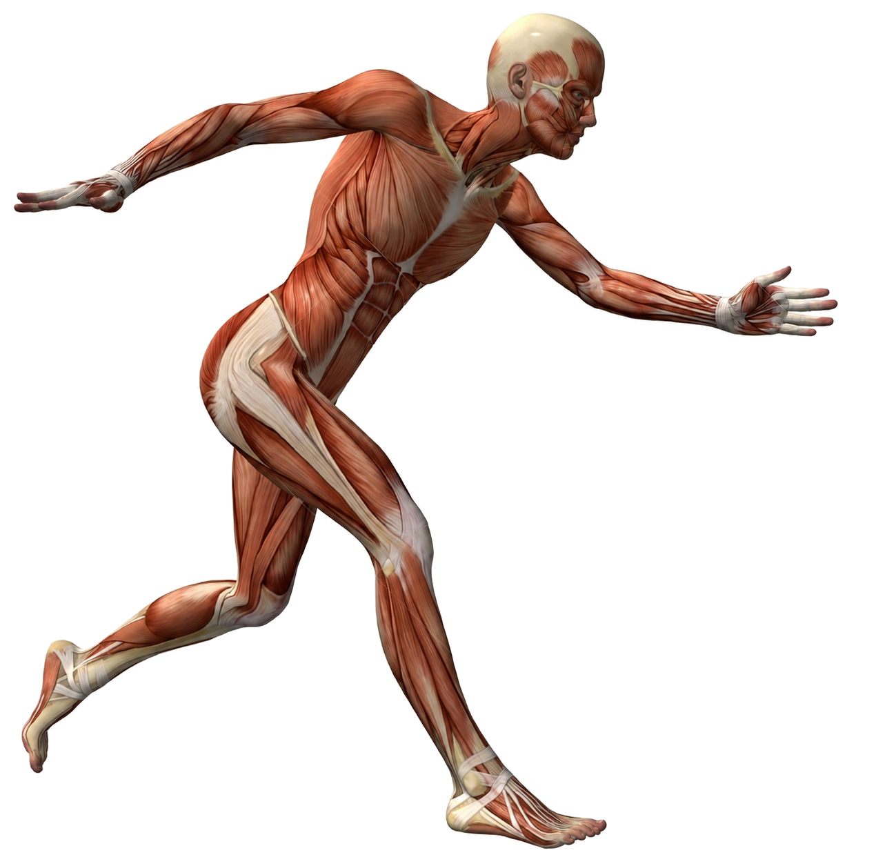 Anatomische illustratie van het spierstelsel in beweging