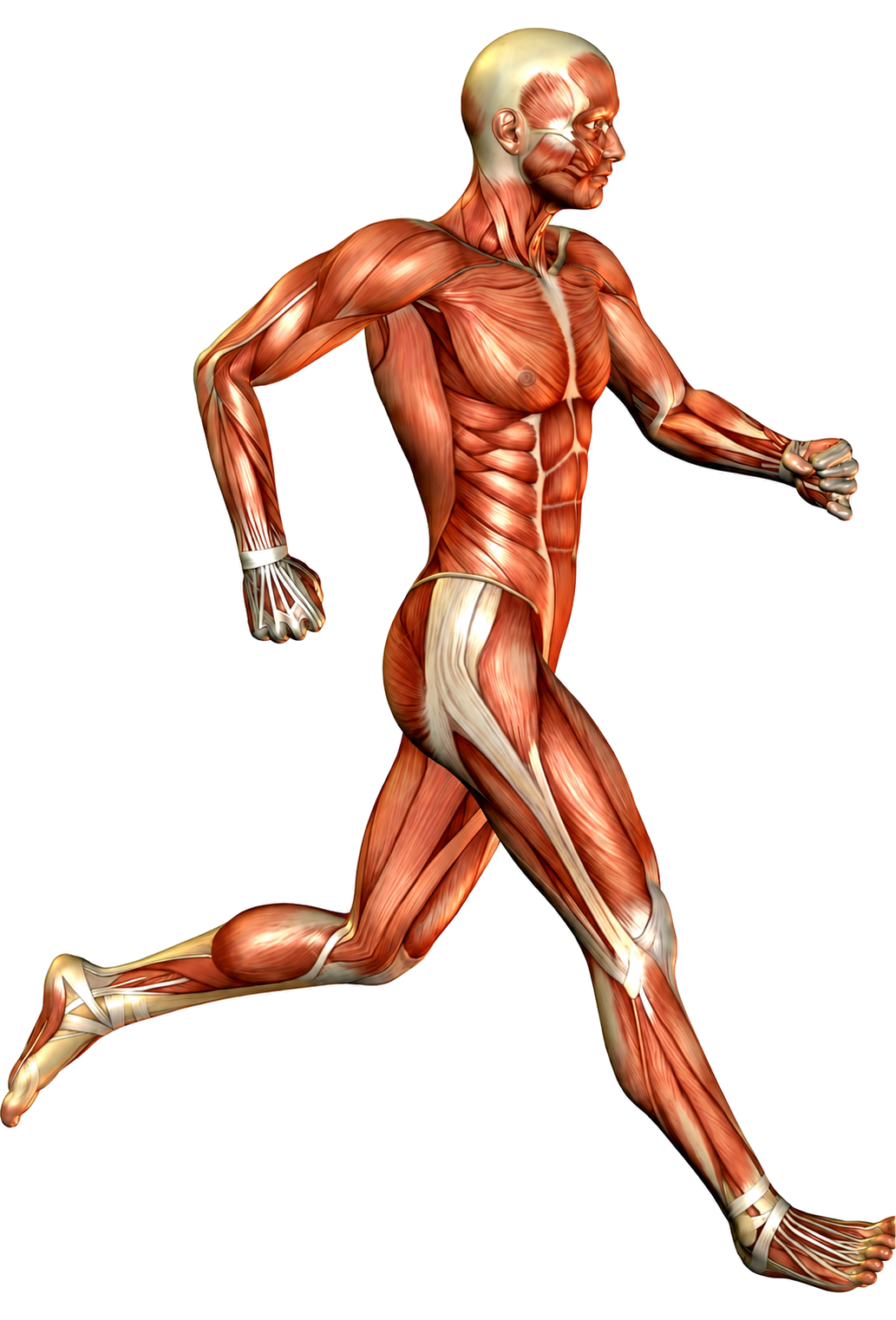 Anatomische illustratie van een lopend lichaam met spieren