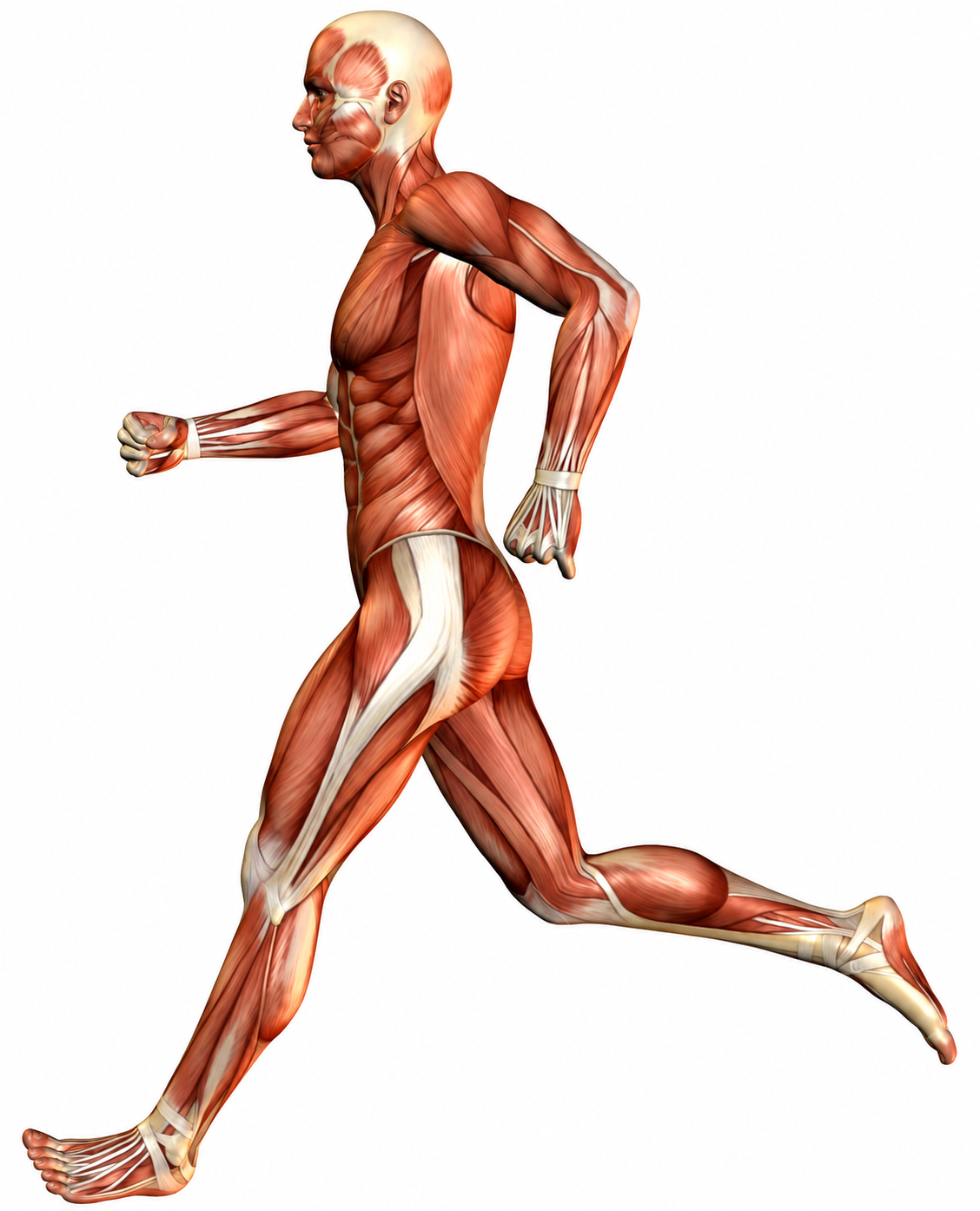 Anatomische illustratie van het spierstelsel